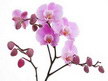3Д тавани К-Екстрийм -  опънати тавани с картини - FLOWERS 14 - Цветя.